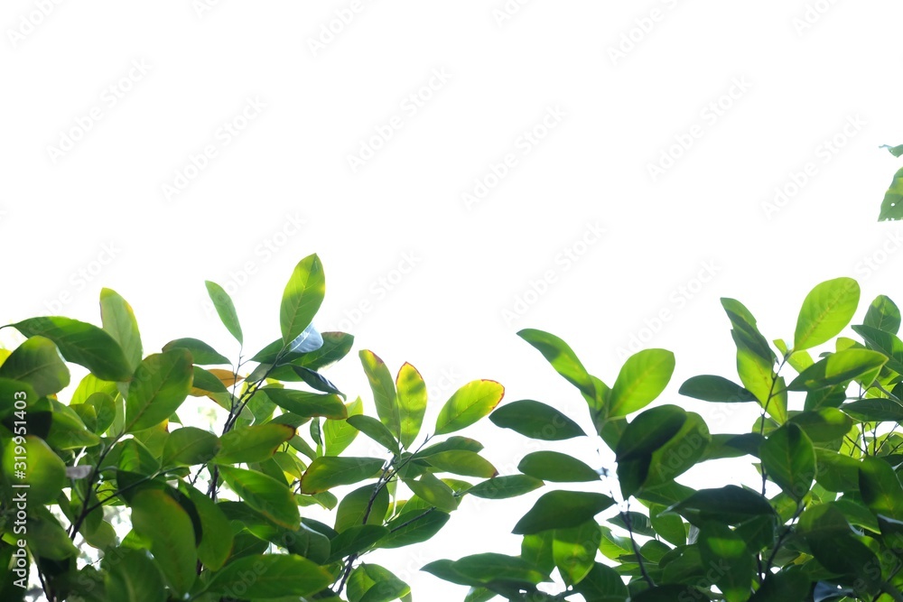 Tropical tree leaves with branches and sunlight on white isolated background for green foliage backdrop 
