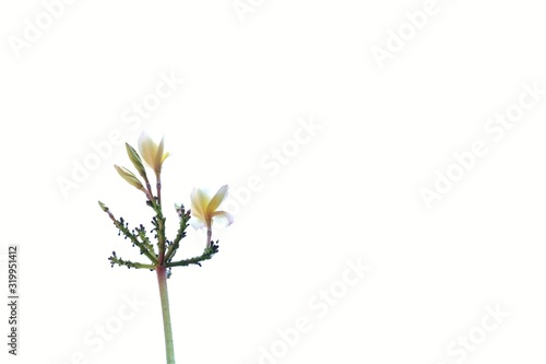 A sweet bouquet of white yellow plumeria flower blossom on white isolated background with copy space 