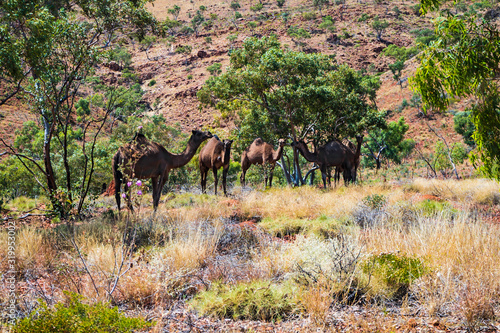 Australian Outback