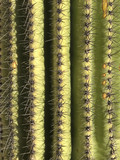 Saguaro Cactus Needles Up Close in a Vertical View