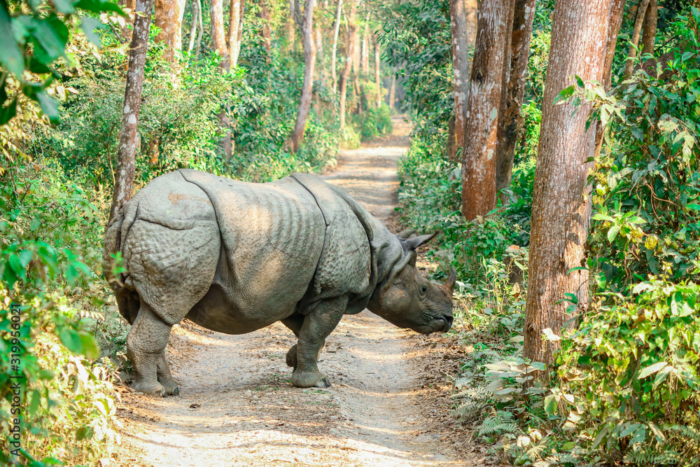 Rhino of Chitwan national park nepal - obrazy, fototapety, plakaty 