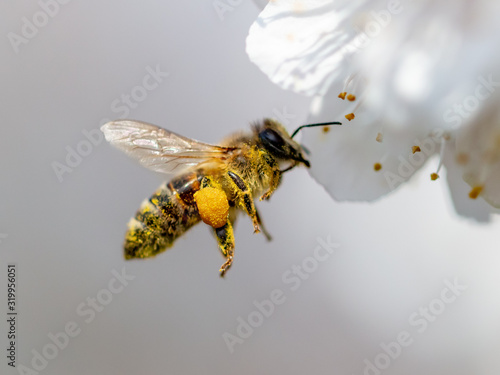 Tela A bee collects honey from a flower