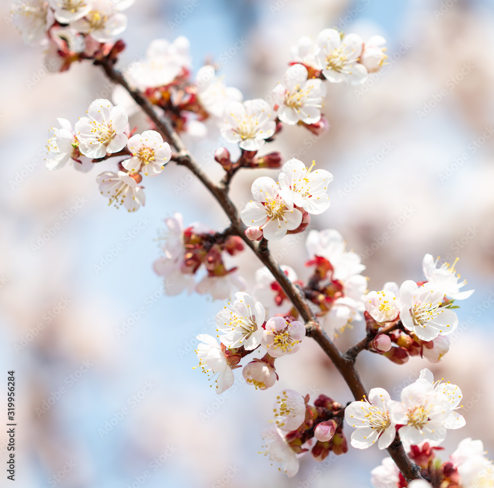 Beautiful apricot flowers in nature