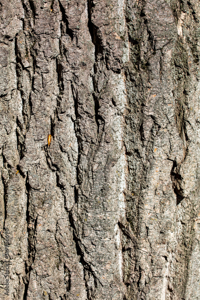Tree bark as an abstract background Tree bark as an abstract background