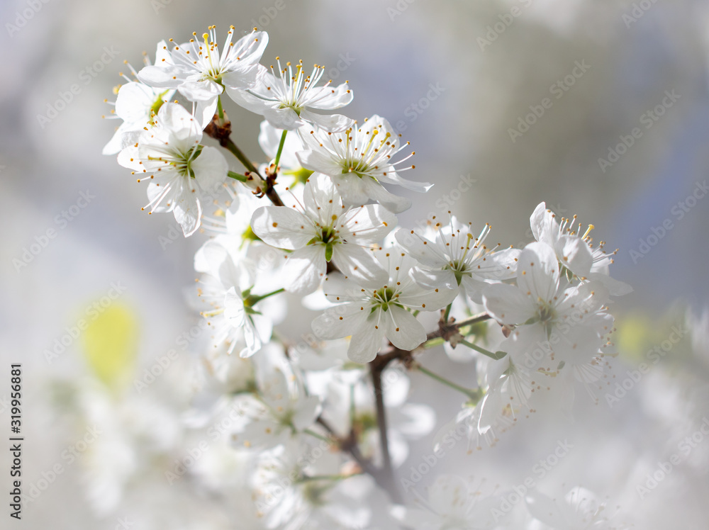 White flowers on a fruit tree on nature White flowers on a fruit tree on nature