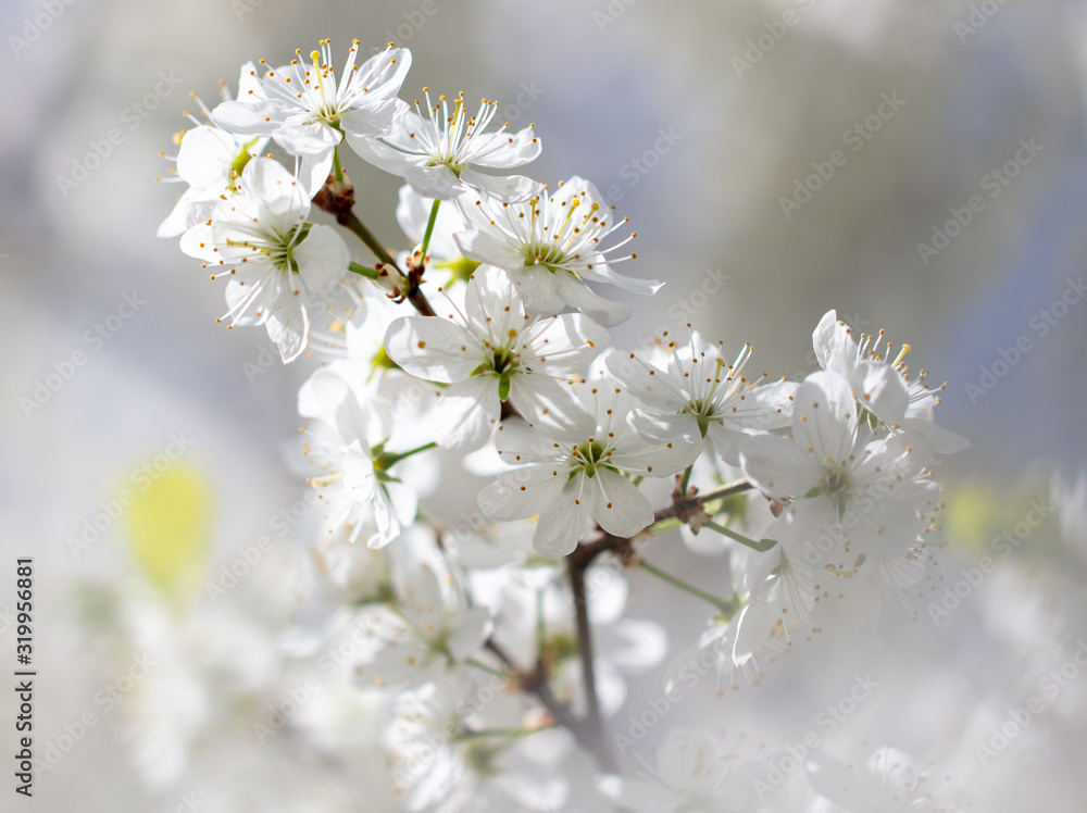 White flowers on a fruit tree on nature