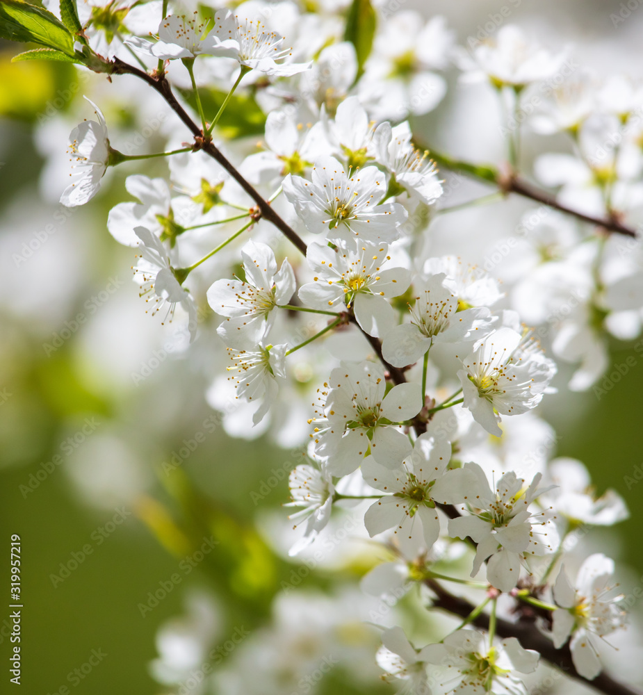 White flowers on a fruit tree on nature