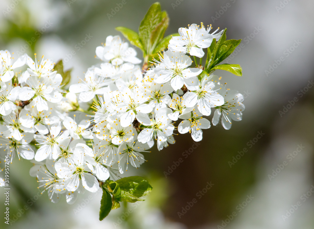 White flowers on a fruit tree on nature White flowers on a fruit tree on nature
