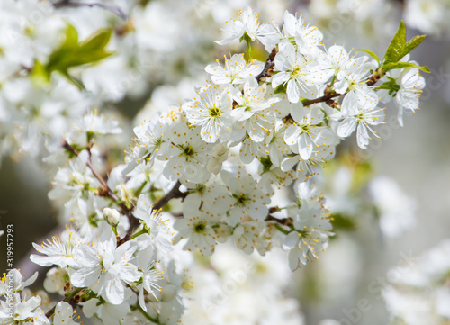 White flowers on a fruit tree on nature