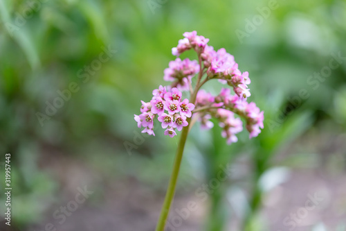 Pink flowers on the nature