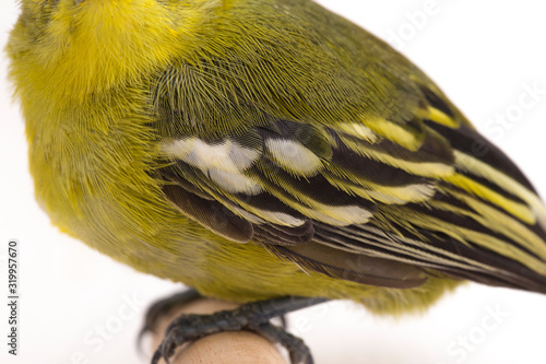 The common iora (Aegithina tiphia) isolated on white background photo