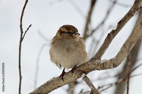 sparrow on branch of tree