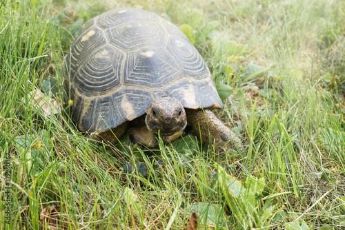 Land turtle in the meadow. Marginated tortoise or Margined turtle (Testudo marginata sarda), the largest European tortoise