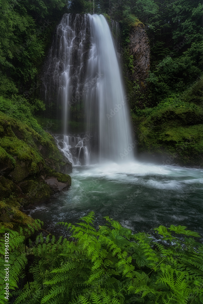 Forest Waterfall - Oregon Wilderness