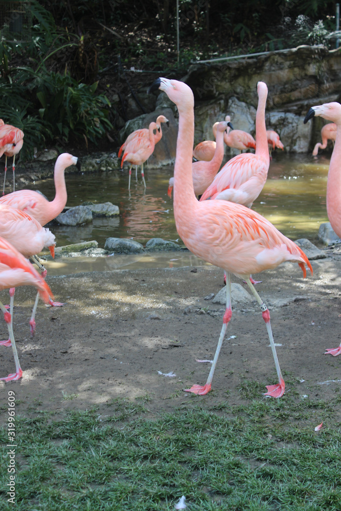 group of flamingos group of flamingos