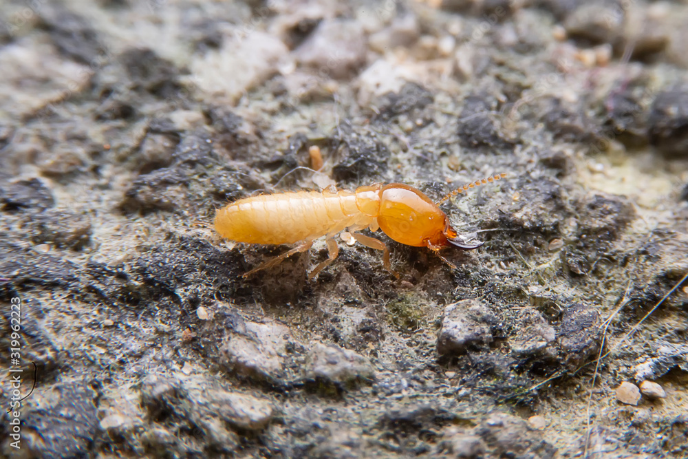 The small termite on decaying timber. The termite on the ground is searching for food to feed the larvae in the cavity. The small termite on decaying timber. The termite on the ground is searching for food to feed the larvae in the cavity.
