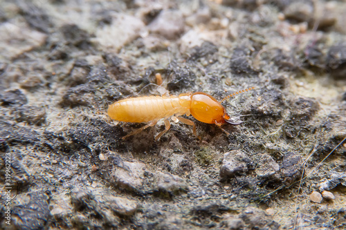 The small termite on decaying timber. The termite on the ground is searching for food to feed the larvae in the cavity.