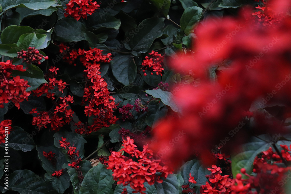 camellia flowers