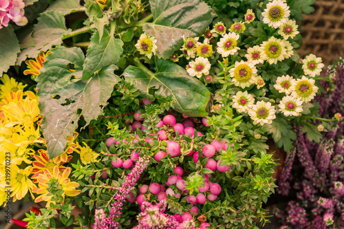 Autumn decorative composition - pink heather, yellow chrysanthemum, Pernettya mucronata assembled together