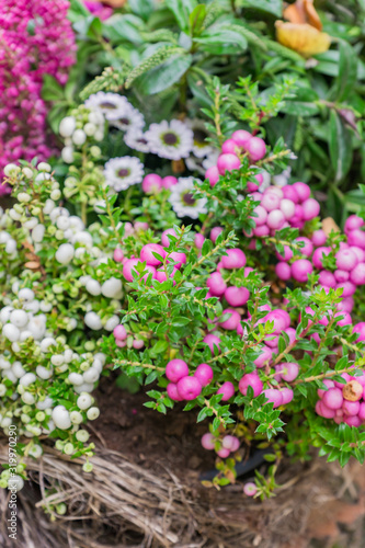 Wallpaper Mural Pernettya mucronata evergreen shrub with pink berries. Autumn plant in clay flower pot Torontodigital.ca