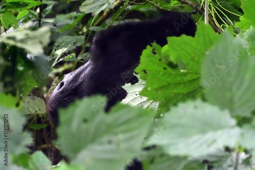 Mountain gorilla, Bwindi National Park, Uganda photo