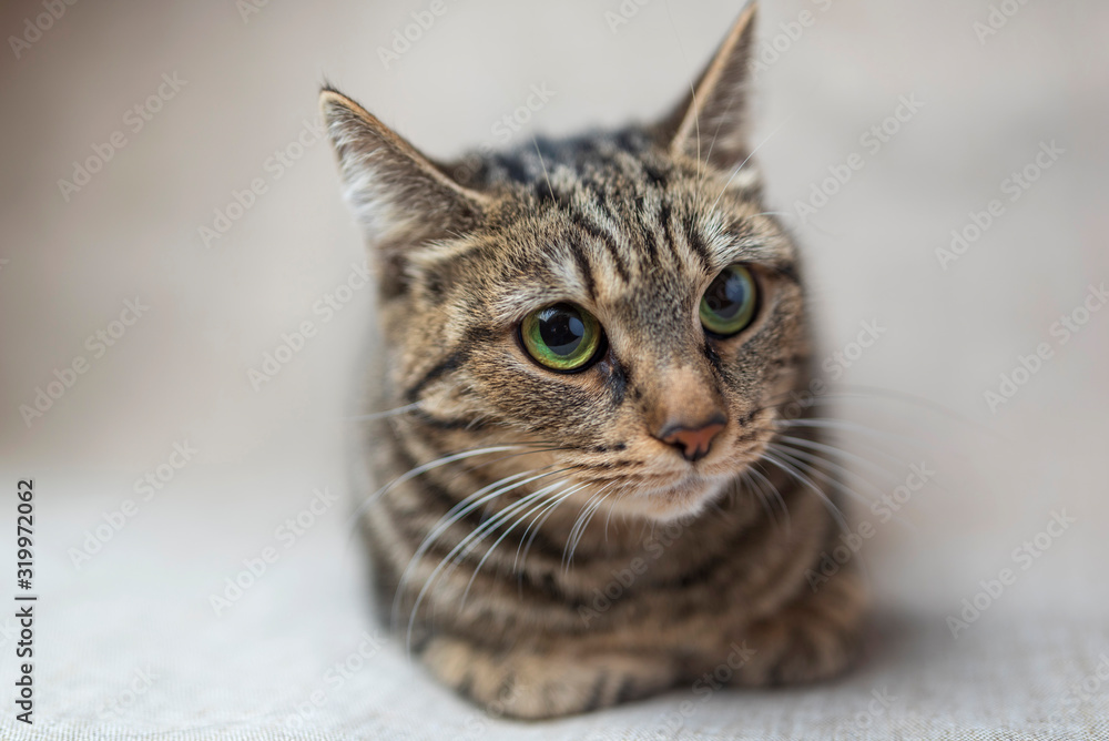 Obraz premium Portrait of a gray cat in the studio. Photographed close-up.