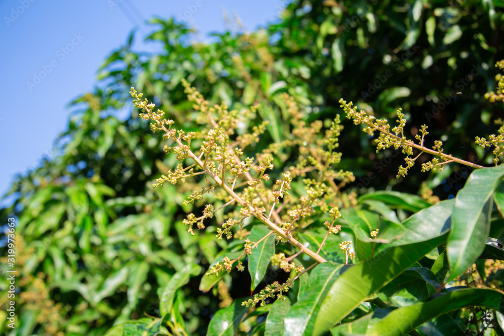 The mango bouquet or mango flower is blooming full on the mango trees in the garden The mango bouquet or mango flower is blooming full on the mango trees in the garden