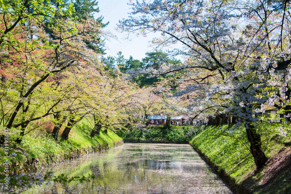 桜 桜