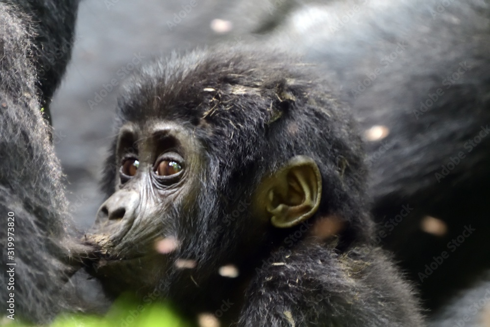 Obraz premium Mountain gorilla, Bwindi National Park, Uganda