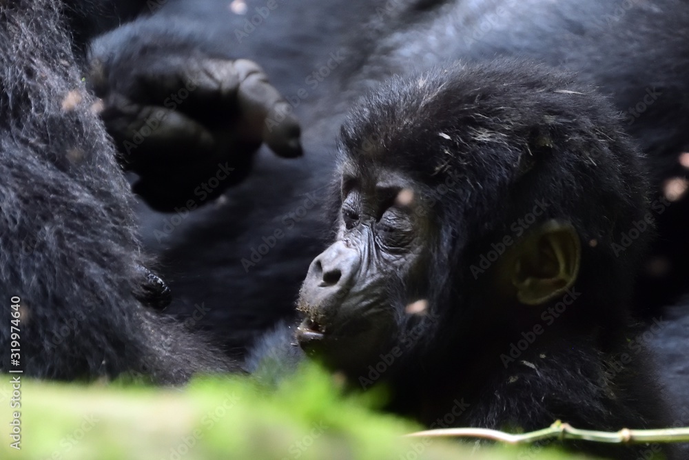 Obraz premium Mountain gorilla, Bwindi National Park, Uganda