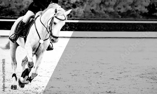 Naklejka Horse and rider, black and white banner or header, billboard, duo tone. Beautiful white horse portrait during Equestrian sport show jumping competition, copy space for your text.
