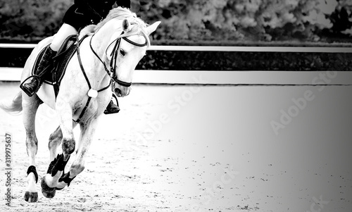 Horse and rider, black and white banner or header, billboard, duo tone. Beautiful white horse portrait during Equestrian sport show jumping competition, copy space for your text.