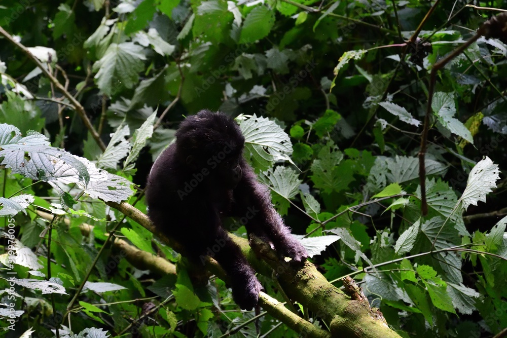 Mountain gorilla, Bwindi National Park, Uganda Mountain gorilla, Bwindi National Park, Uganda