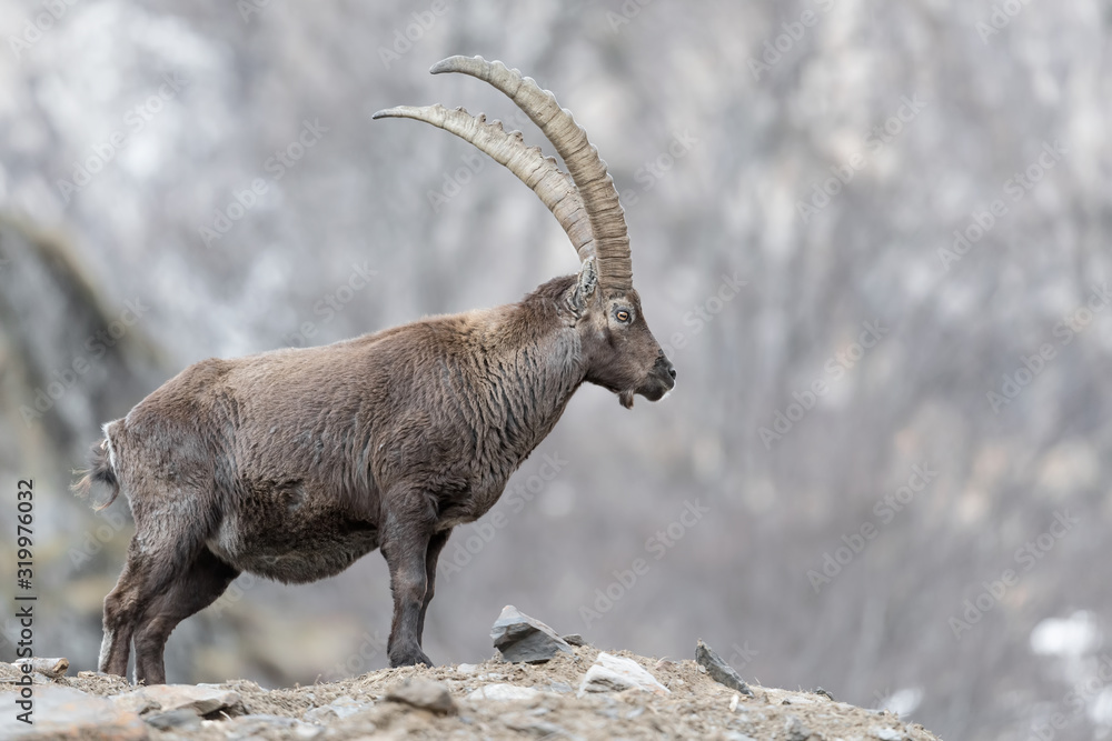 Portrait of a king, the Alpine ibex (Capra ibex)
