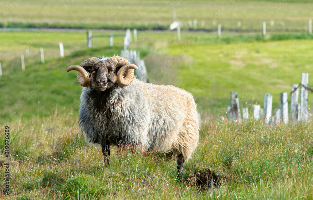 Obraz premium Islandschaf
