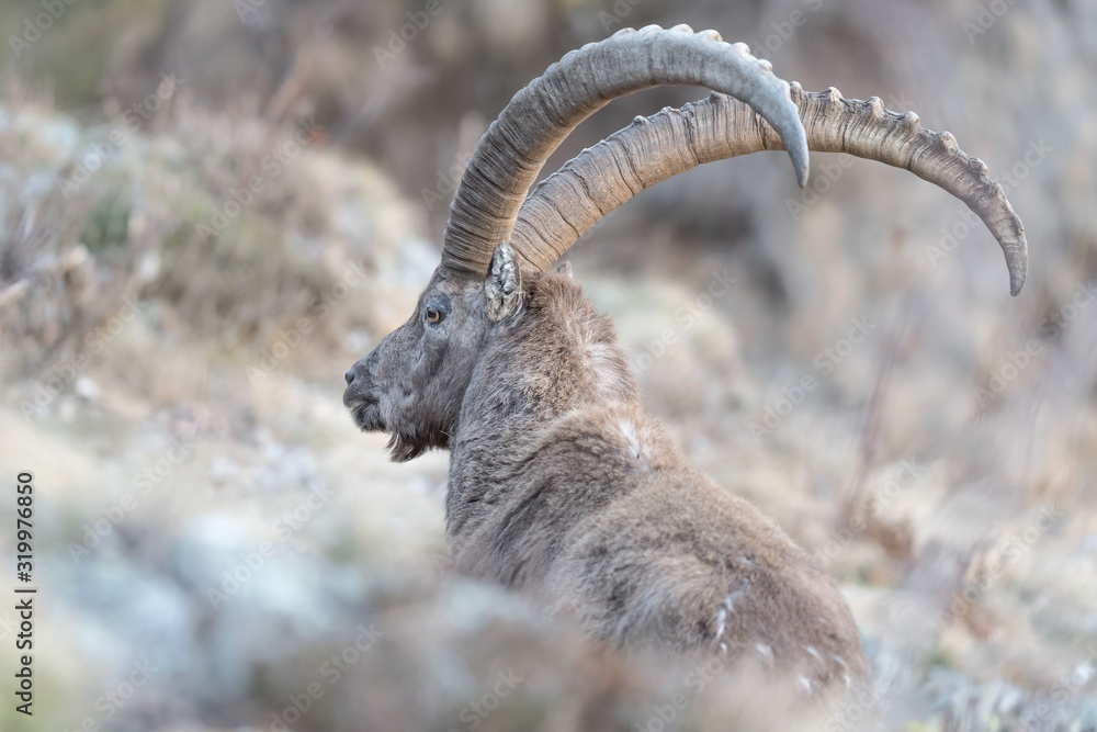 Close up of Alpine ibex (Capra ibex)