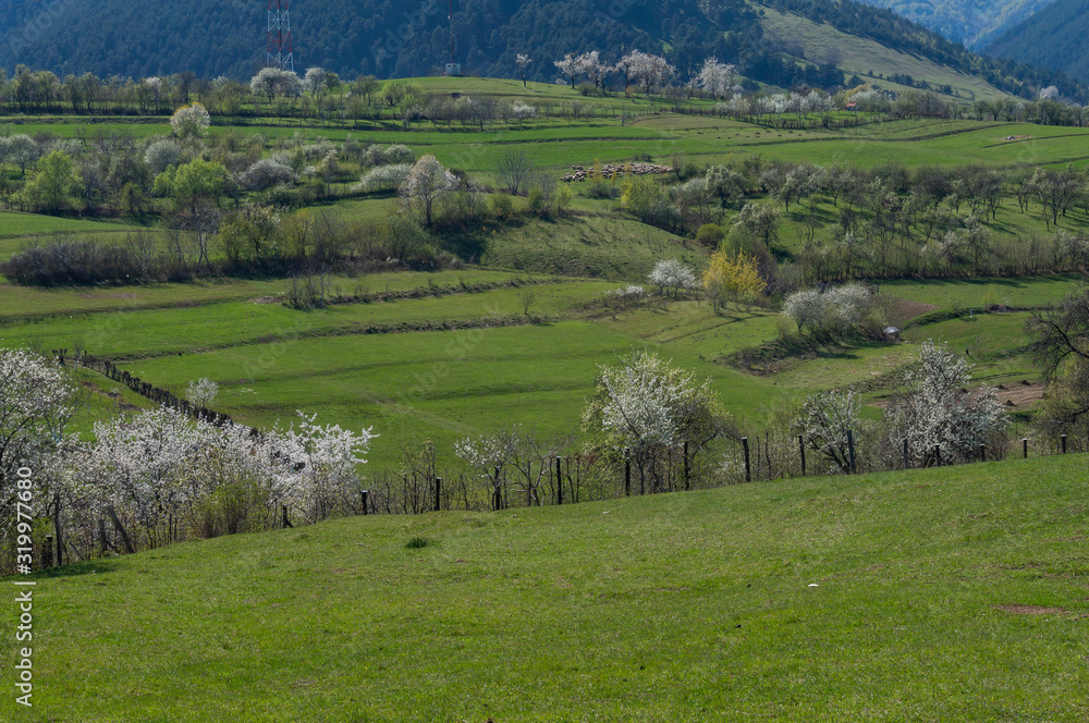 Beautiful floral image of spring nature, panoramic view