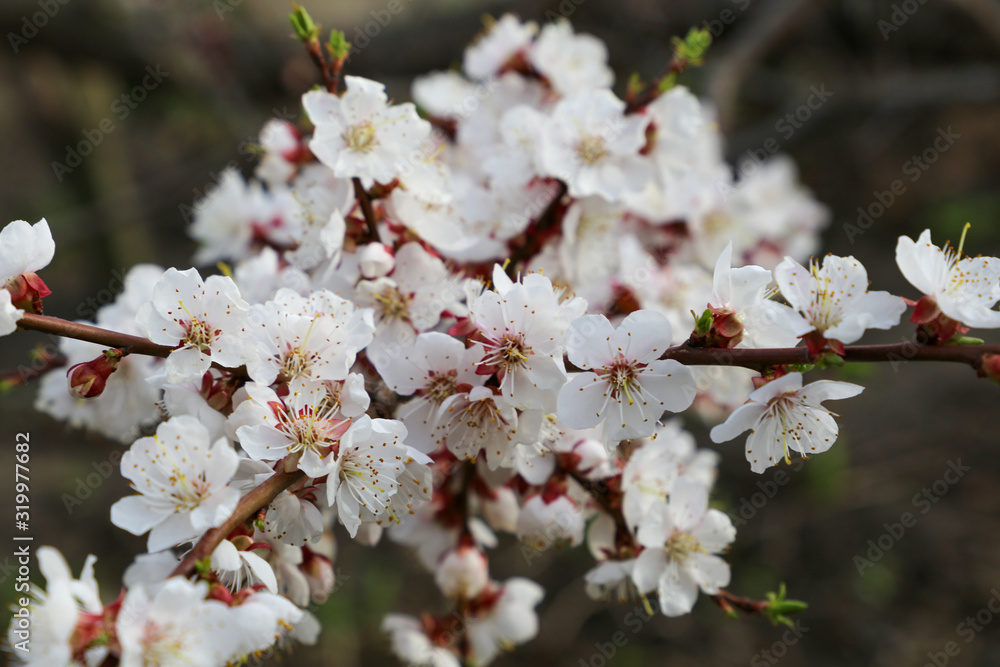 Closeup of magnificently blooming white cherry flowers on a natural background on a sunny day. The concept of the beginning of spring. The idea of awakening nature. Closeup of magnificently blooming white cherry flowers on a natural background on a sunny day. The concept of the beginning of spring. The idea of awakening nature.