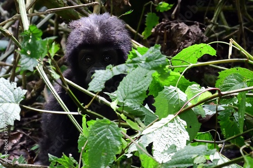 Mountain gorilla  Bwindi National Park  Uganda