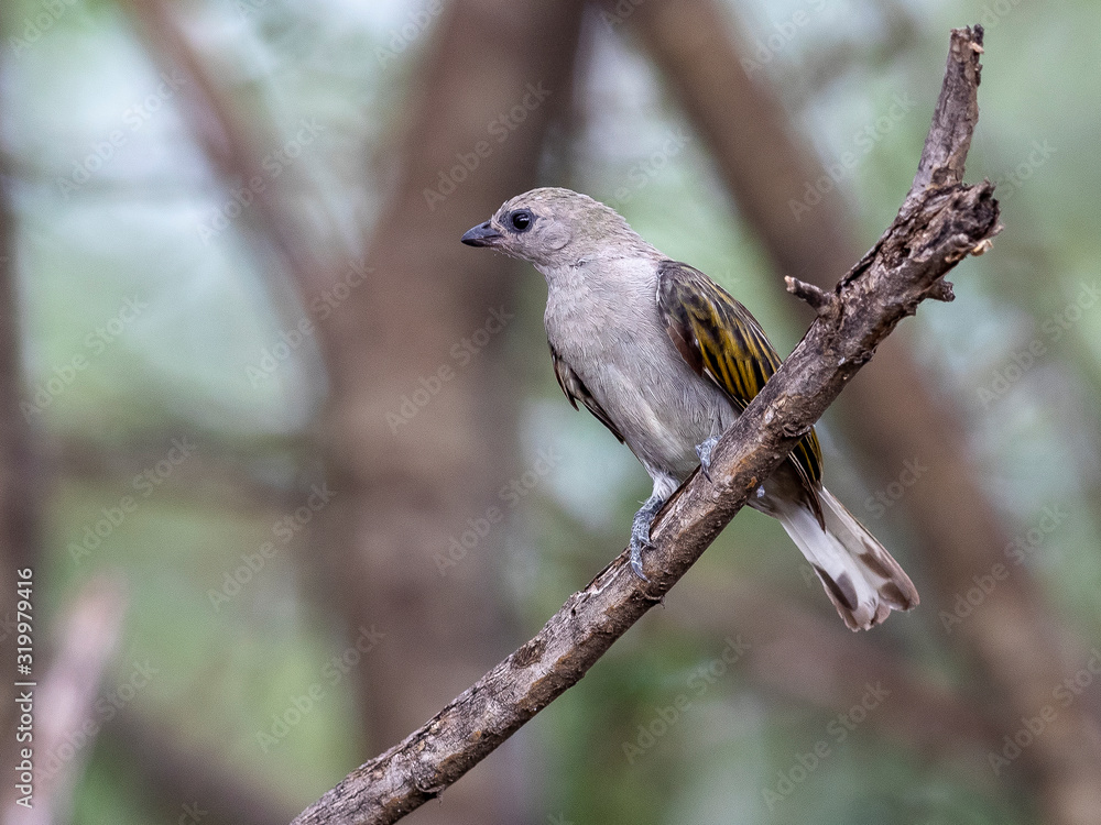 This cute honeyguide came very close while I was only sitting and waiting. Lake Baringo, Kenya. This cute honeyguide came very close while I was only sitting and waiting. Lake Baringo, Kenya.