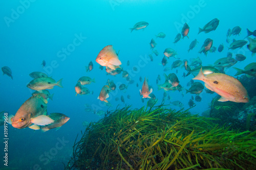 Tasman Peninsula, Tasmania, Australia: Underwater scenery of the Tasman Sea photo