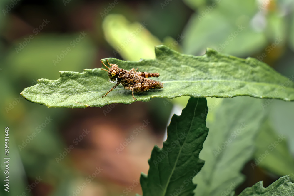 grashopper on a leaf grashopper on a leaf