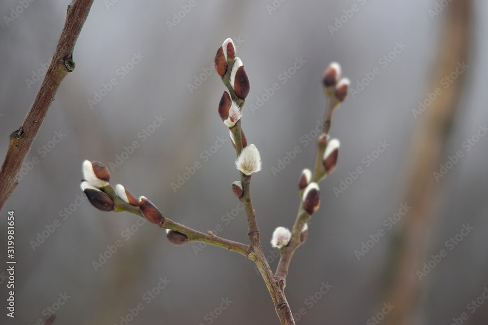 branch with a fluffy buds in the winter branch with a fluffy buds in the winter
