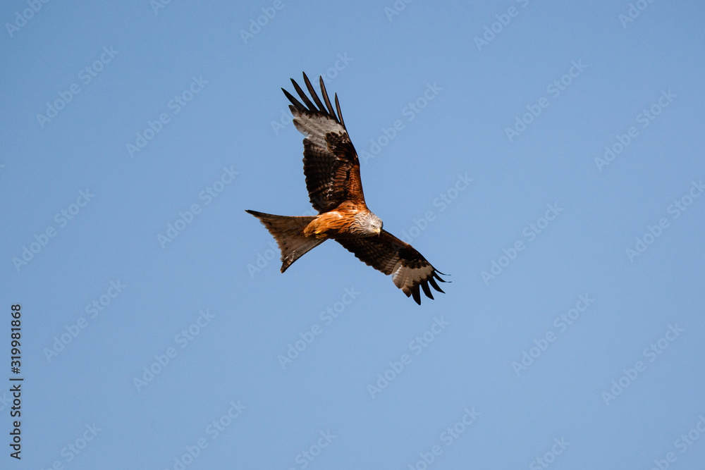 Bussard Bussard