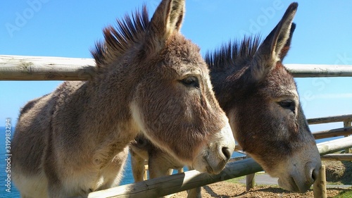 Fotografie, Tablou Donkeys At Shore Against Clear Sky