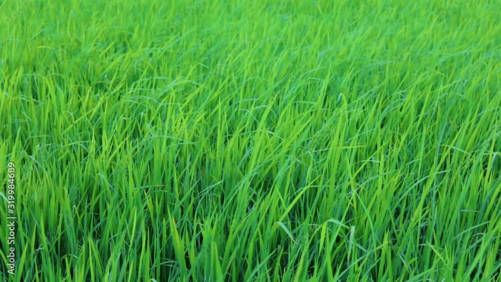Green rice field with the wind blowing Green rice field with the wind blowing