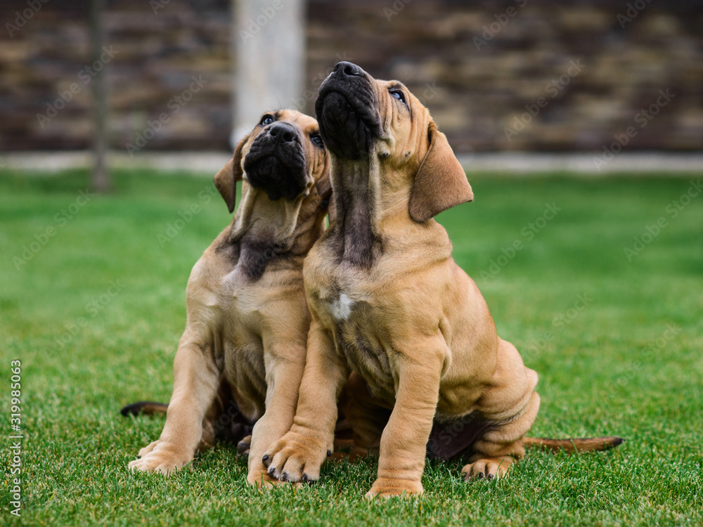 Two Fila Brasileiro (Brazilian Mastiff) puppies having fun Stock