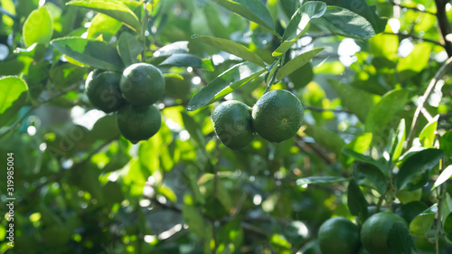 Wallpaper Mural Green fresh lamon on lamon tree in the garden Torontodigital.ca