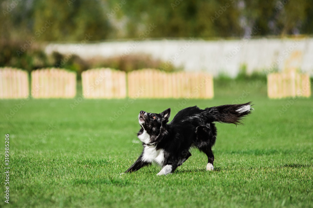 border collie ready to jump, flying disk dog sport competition