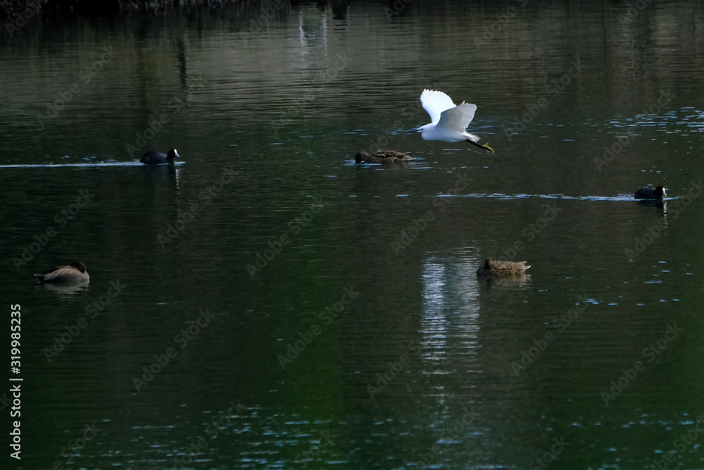 egret egret